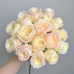 Elol Rose