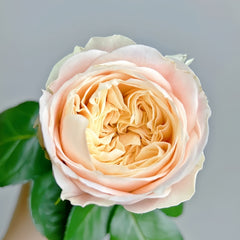 Elol Rose