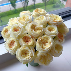 Elol Rose