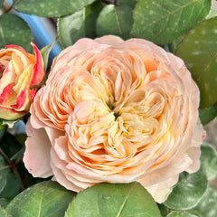 Elol Rose