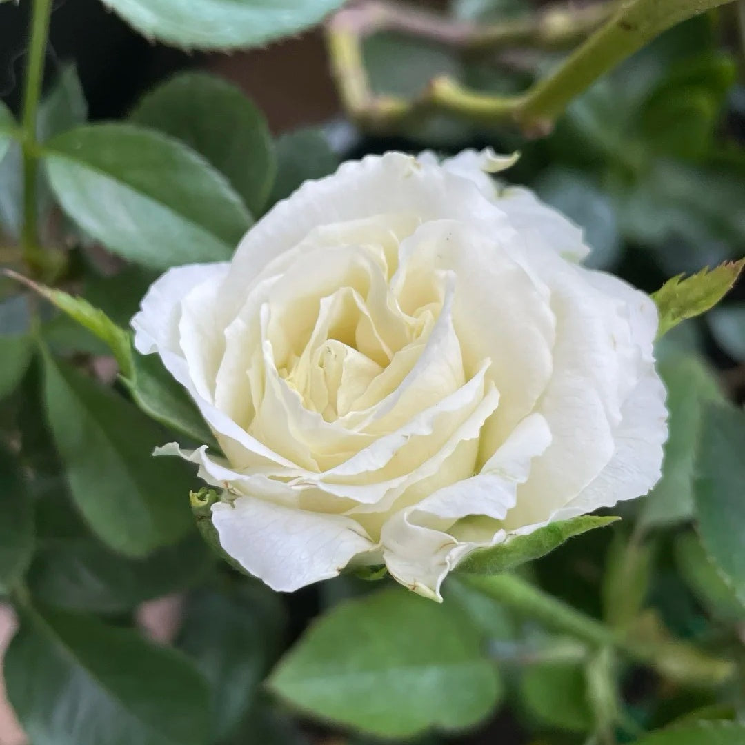 Tervis Roses Elvis Rose Plant | 埃尔维斯 – Rose_Explosion
