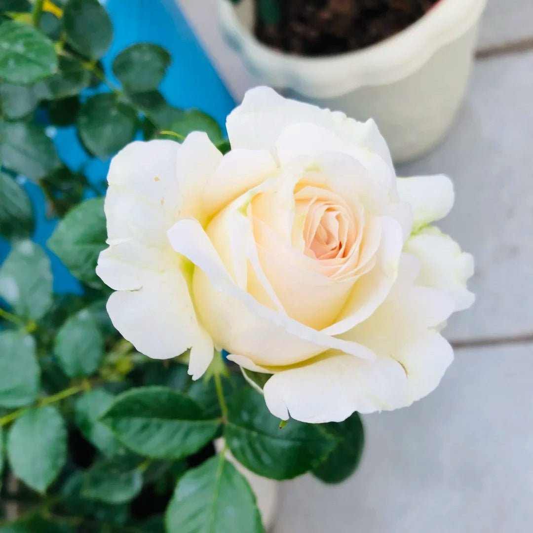 Tervis Roses Elvis Rose Plant | 埃尔维斯 – Rose_Explosion