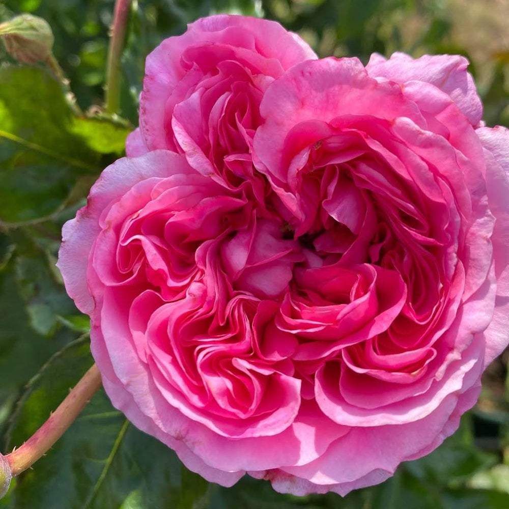 Emily Rosenu Emily Rose Plant(David Austin)|艾米丽 – Rose_Explosion
