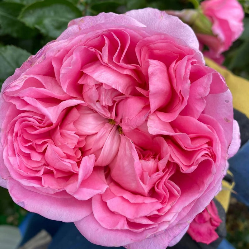 Rose Ritch Cut Roses – Page 6 – Rose_Explosion