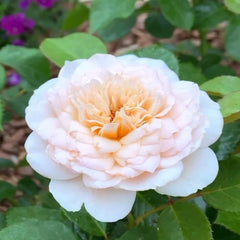 Emily Brontë Rose – Romantic Apricot-Pink Blooms