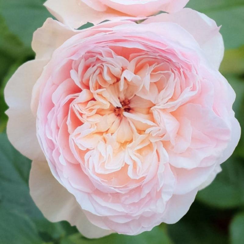 Emily Brontë Rose – Romantic Apricot-Pink Blooms