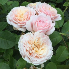 Emily Brontë Rose – Romantic Apricot-Pink Blooms