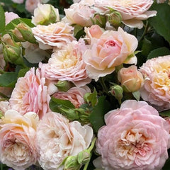 Emily Brontë Rose – Romantic Apricot-Pink Blooms