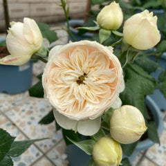 Emma woodhouse Rose