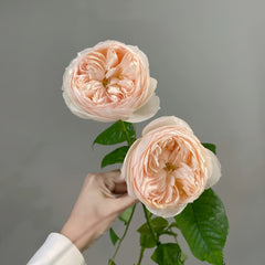 Emma woodhouse Rose Plant｜艾玛伍德度假屋
