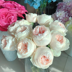 Emma woodhouse Rose Plant｜艾玛伍德度假屋