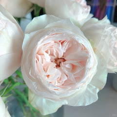 Emma woodhouse Rose Plant｜艾玛伍德度假屋