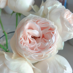 Emma woodhouse Rose Plant｜艾玛伍德度假屋