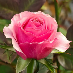 Emotional Vortex Rose Plant