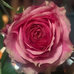 Emotional Vortex Rose Plant