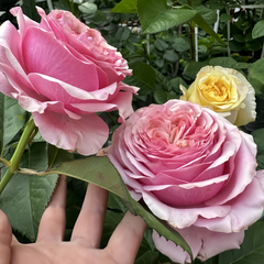 Close-up of pink and yellow roses with a hand holding the stem.