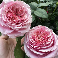 Close-up of two pink roses with a hand holding one, surrounded by green leaves.