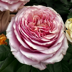 Emotional Vortex Rose Plant|情绪漩涡