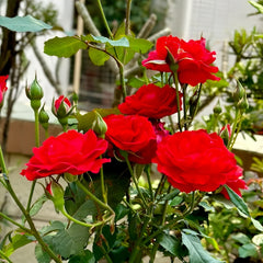 Ena Harkness Rose