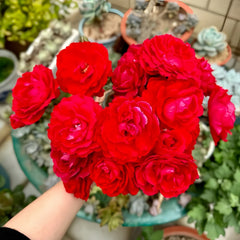 Ena Harkness Rose