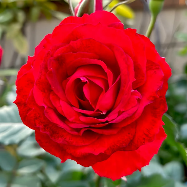 Ena Harkness Rose