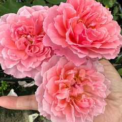 Enfant de Corail Rose Plant|珊瑚之子