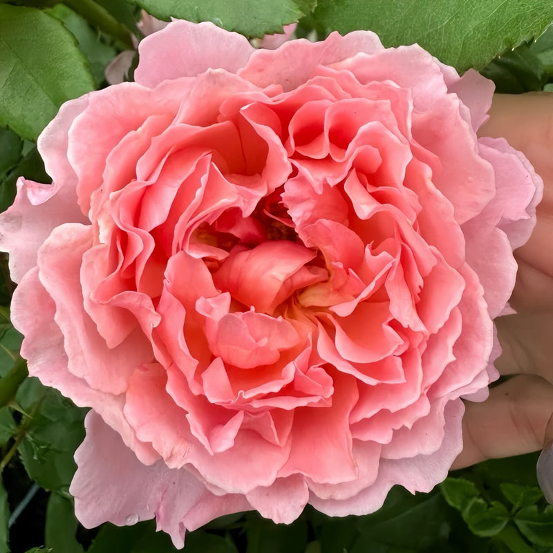 Enfant de Corail Rose Plant|珊瑚之子