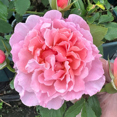 Enfant de Corail Rose Plant|珊瑚之子