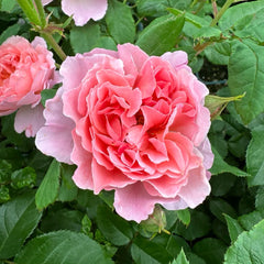 Enfant de Corail Rose Plant|珊瑚之子