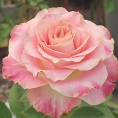 Escalante Rose Plant