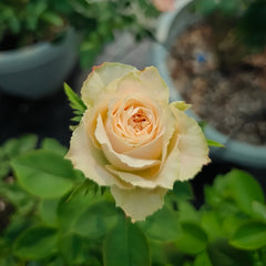Escalante Rose Plant|艾斯卡兰特