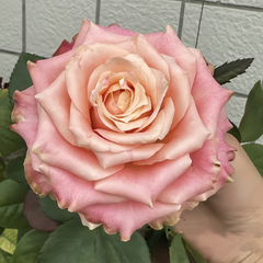 Escalante Rose Plant|艾斯卡兰特