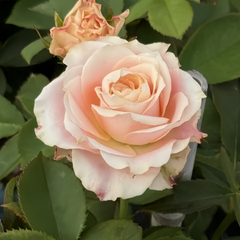 Escalante Rose Plant|艾斯卡兰特