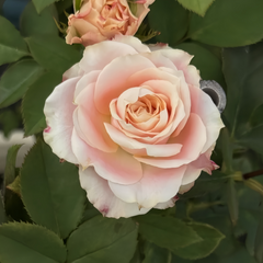 Escalante Rose Plant|艾斯卡兰特