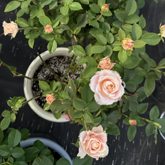 Escalante Rose Plant|艾斯卡兰特