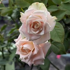 Escalante Rose Plant|艾斯卡兰特