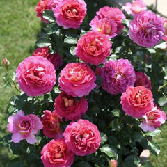 Esprit de Paris Rose Plant - Elegant Blooms for Your Garden