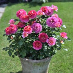 Esprit de Paris Rose Plant - Elegant Blooms for Your Garden