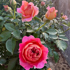 Esprit de Paris Rose Plant - Elegant Blooms for Your Garden