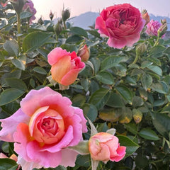 Esprit de Paris Rose Plant - Elegant Blooms for Your Garden