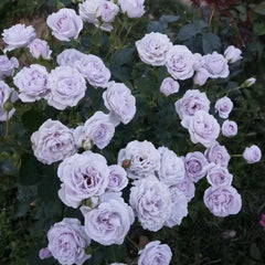 Eternal Rose
