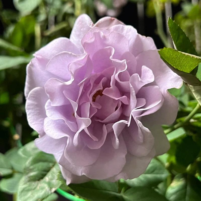Eternal Rose