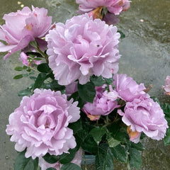 Eternal Rose