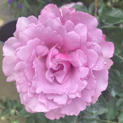 Eternal Rose
