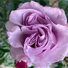 Eternal Rose