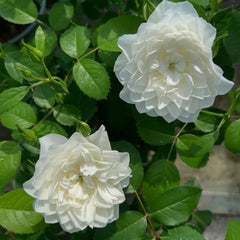 Etoile blanc Rose Plant|白色星星