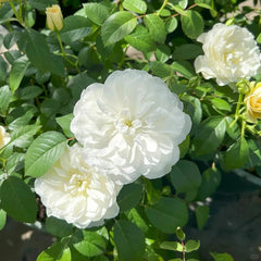 Etoile blanc Rose Plant|白色星星