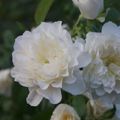 Etoile blanc Rose Plant|白色星星