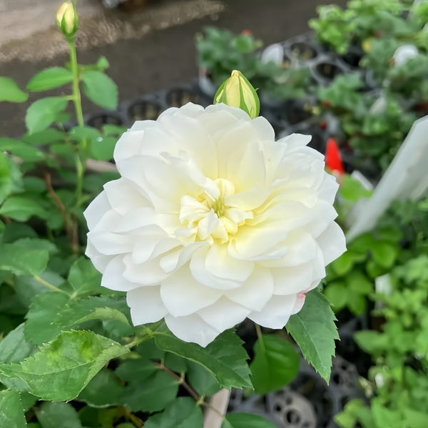 Etoile blanc Rose Plant|白色星星