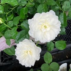 Etoile blanc Rose Plant|白色星星